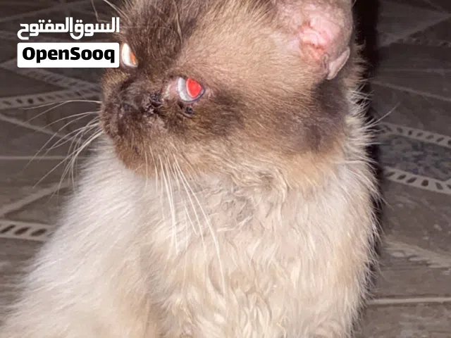 قط بيرمان للبيع
