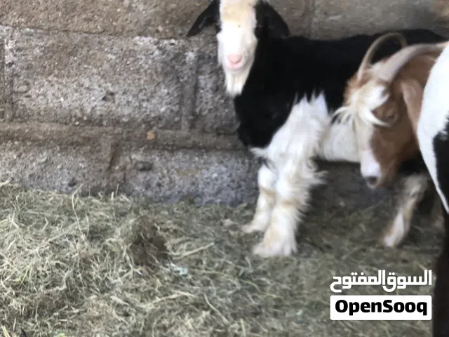 تيس رحبي اصيل