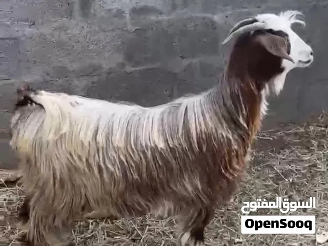 ما شاء الله حلا بني سعيد