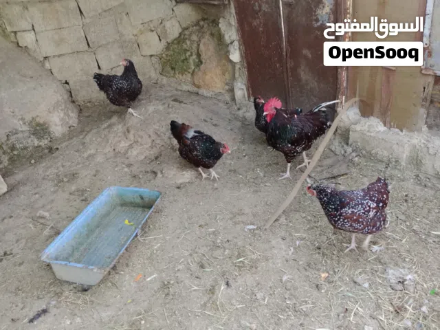 دجاج بياض العمر 9شهور السعر من الاخر 130د