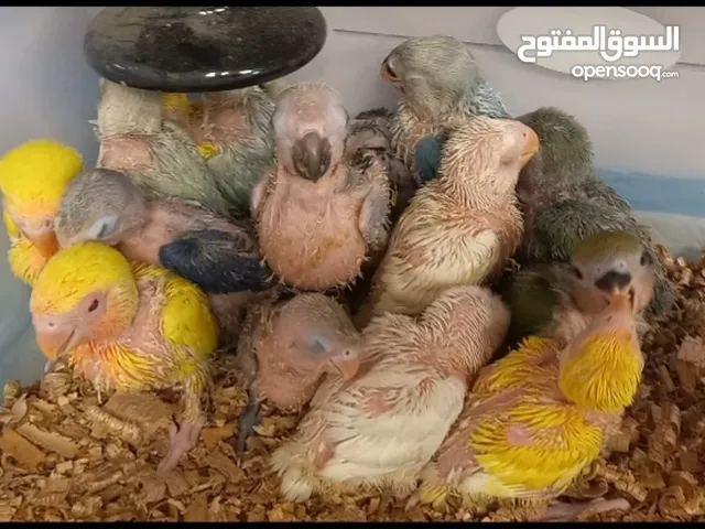فروخ طيور Birds Babies