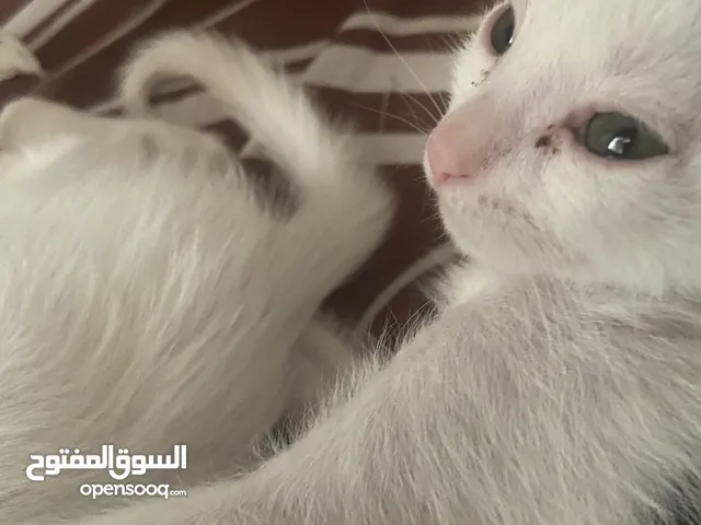 قط ذكر للتبني عمرة 45 اسمة (سوشي) نظيف ولعوب