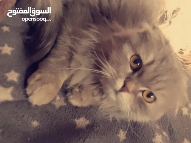 القط نضيف وانثى
