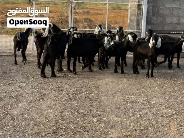 معز عوارض مع فحل عشار
