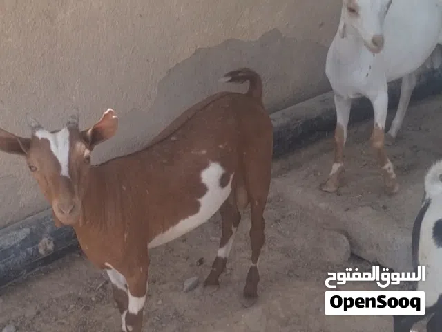 صخال العدد 4