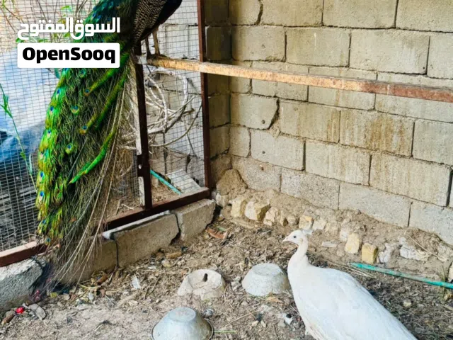 زووج طاووسس