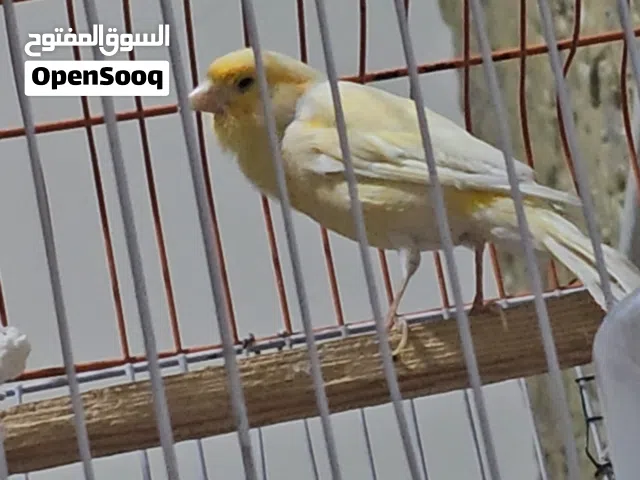 طيرة كناري
