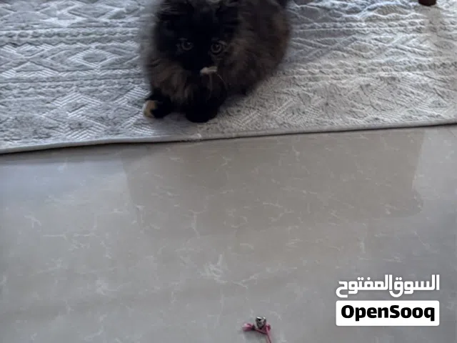 قطه للبيع شيرازي