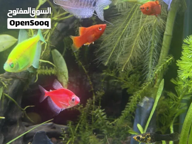 Fishs for sale