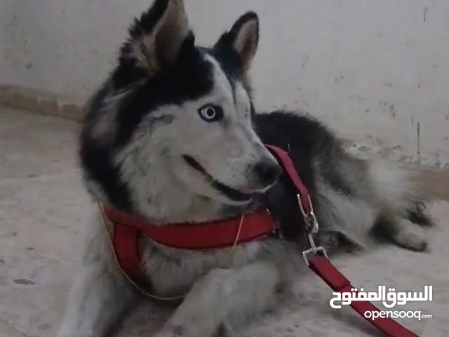 كلاب هاسكي للبيع عمر 8اشهر ماخذ جميع المطعيم السعر 60