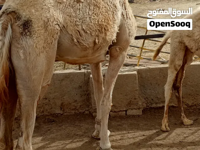 ناقه خلفه ورها قعود