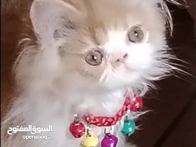 أنثى بيرشن باي كلر