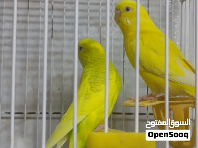 طيور حب للبيع