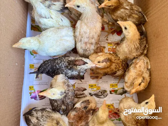 (2 month)chicks كتاكيت