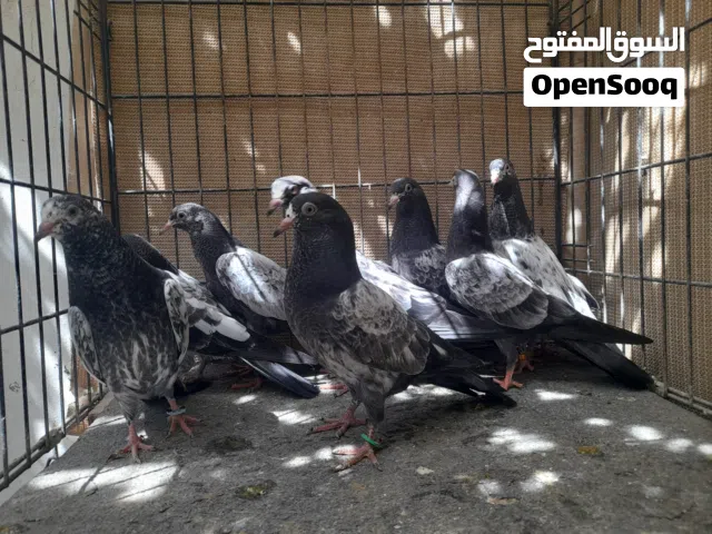 فروخ للبيع مطيار