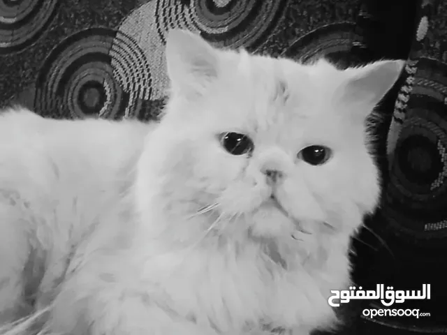 قط للبيع  مرج الحمام