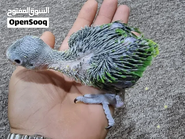 افراخ دره تبزيري