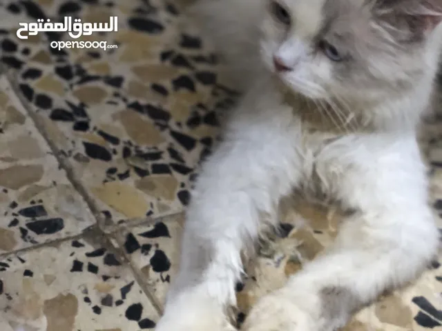 قطه التبني
