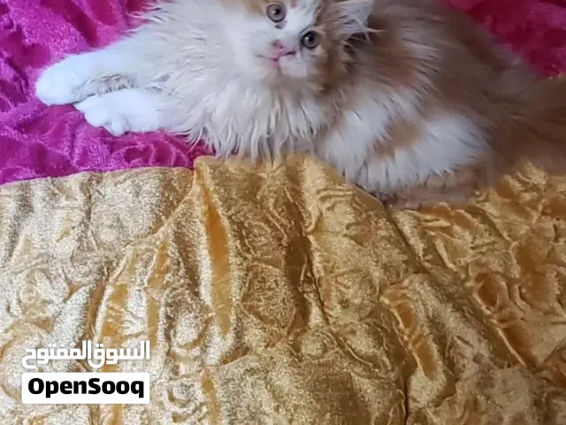 حيوانات للبي..