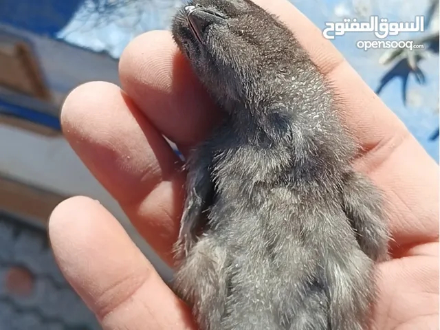 جاج لمبرجيني