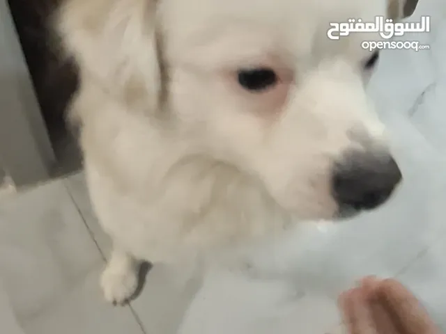 كلب للبيع لدواعي السفر