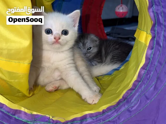 Kittens for sale