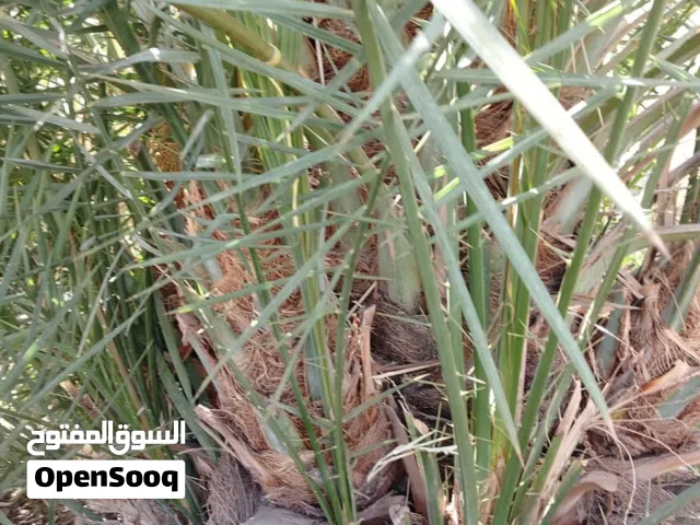 فسائل صرم للبيع