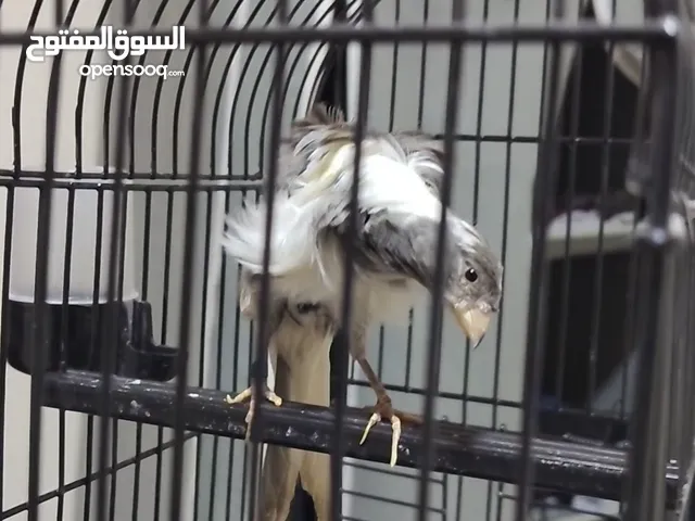طيرة مقتل جنوبي مستوى ميلادو وحبة خشنة
