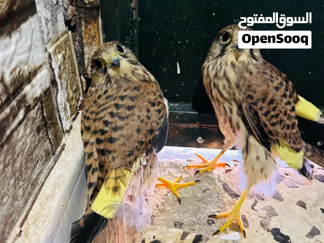 صقور نظاف صغار