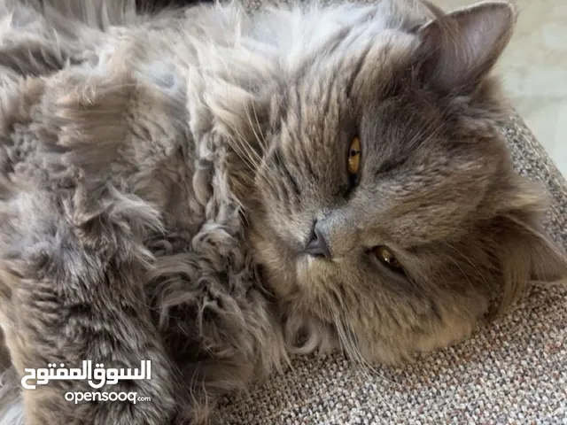 قط للبيع في رام الله