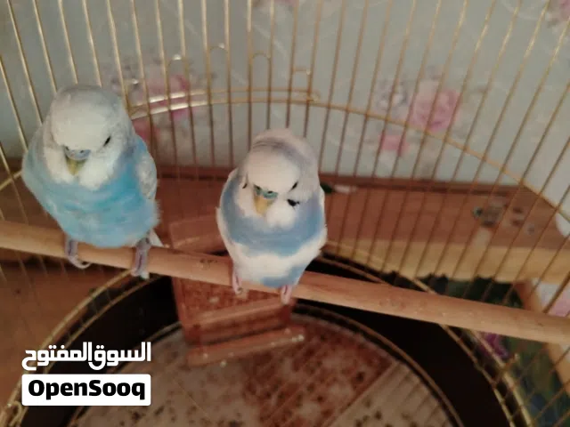 ببغا ضيع في ضيت الجنوبي