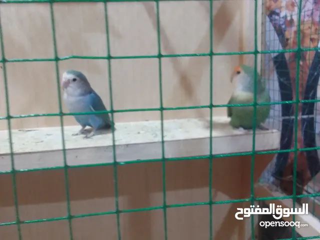 اربع طيور روز منتجات