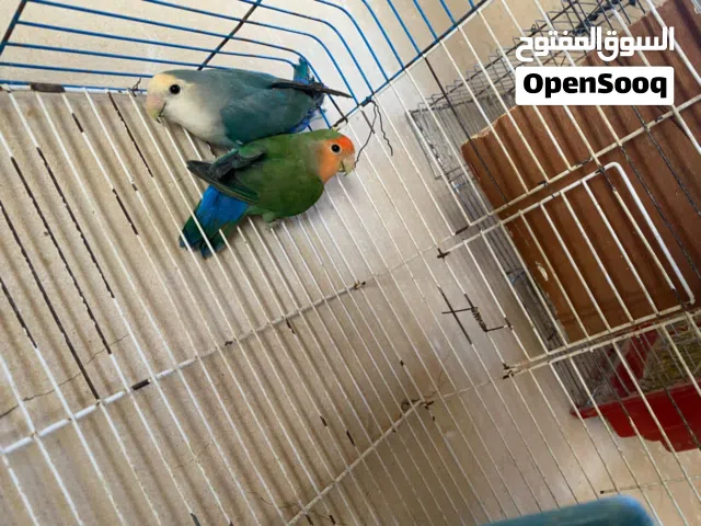 السلام عليكم أناتي بركاديلو ما شاء الله الخضراء فيس و الزرقاء روز