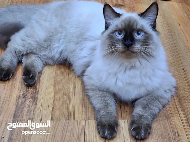 سيمبا قط هملايا جميل ومميز يبحث عن منزل دافئ واسرة حنونة