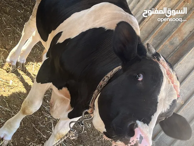 عجل ربي يبارك عمره 12 الشهر للبيع