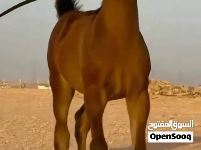 مطلوب فرس عربيه او مهره مسجله