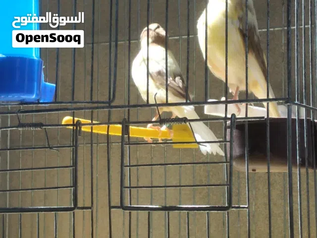 ثلاثة كوبيات خوصة محلية ربي يبارك