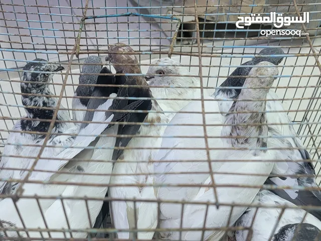 baby pigeons
