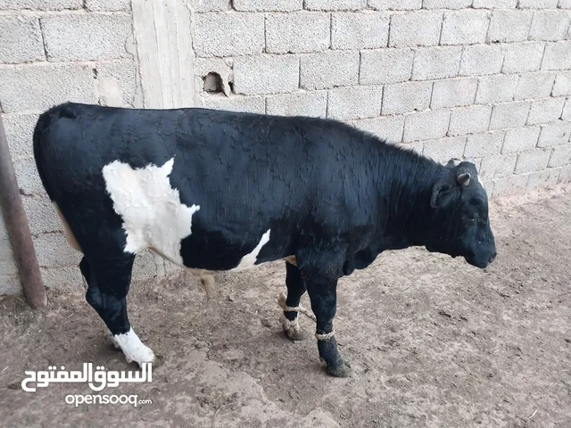 عجل موس واتي ربي يبارك