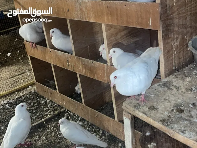 لبيع حمام مشكل لاحم ، لوت، باكستاني