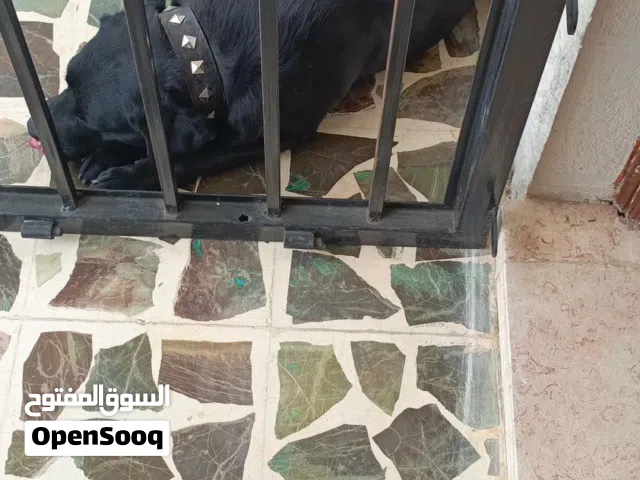 كلب للبيع لاعلى سعر