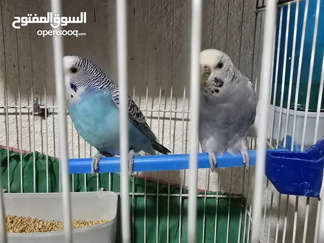 جوز حب مع قفص معلفين للبيع بسعر 10
