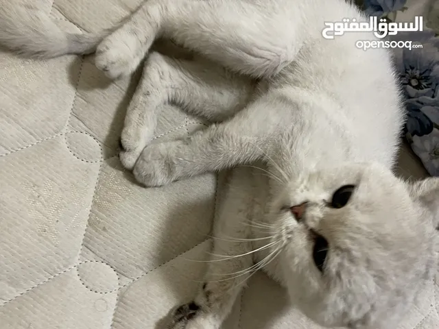 British shorthair white and silver cat  قط بريتيش ابيض سيلفر
