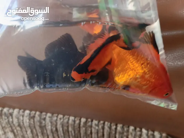 حوض سمك كامل مع فلاتر وهيتر