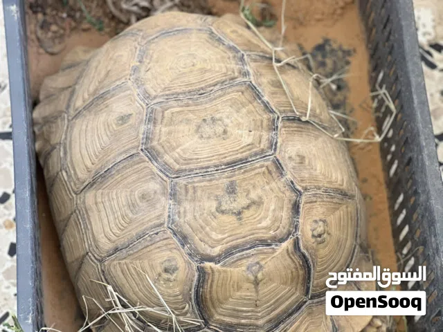 سلحفاه كبيره