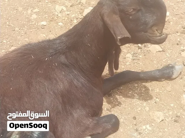 8 عنزات وفحلهن