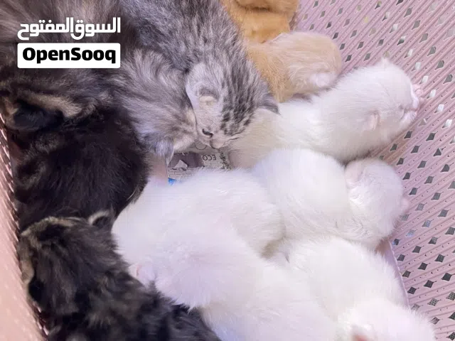 كيتنز مكس سكوتش مع شيرازي