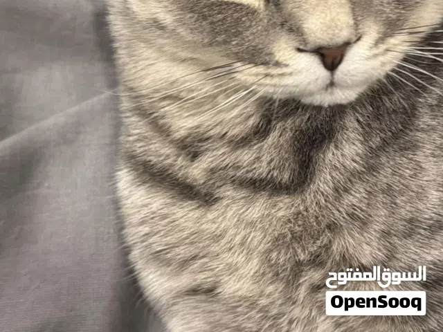 قط سكوتش فولد للتبني