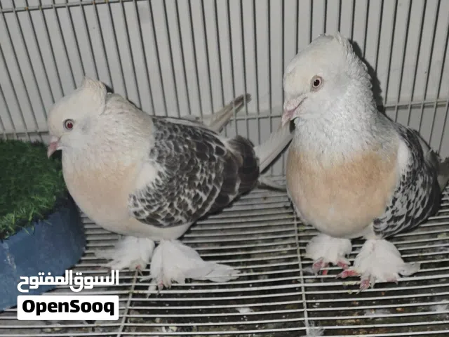 حمام تركي مشنكل للبيع  turkish pigeon for sale