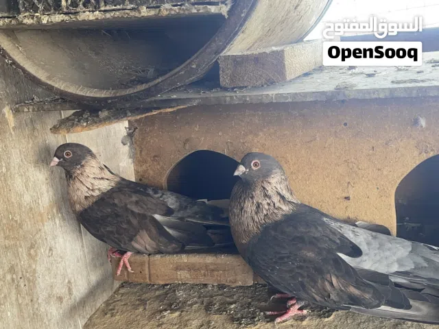 قص حمام ريحانى ذكر وأنثى